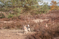 Rozendaalseveld 2018