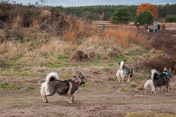 Rozendaalseveld 2018