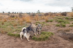 Rozendaalseveld 2019