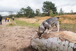 Rozendaalseveld 2019