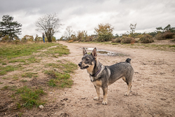 Rozendaalseveld 2019