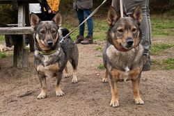 Rozendaalseveld 2019