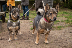 Rozendaalseveld 2019